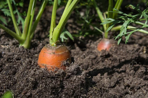 Rozwija się surowej marchewki z wierzchołków. Rolnictwa. Zbliżenie, makro. — Zdjęcie stockowe