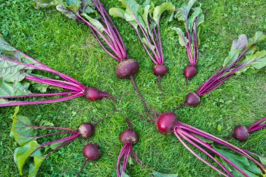 Taze beetroots mangold yaprakları ve laied yeşil çimenlerin üzerinde. Sebze arka plan. Yukarıdan. Kavramı.