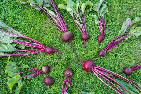 Remolacha fresca y hojas de oro laied sobre hierba verde. Fondo de verduras. Desde arriba. Concepto . — Foto de Stock