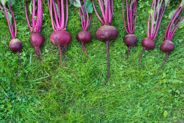 Taze beetroots mangold yaprakları ve laied yeşil çimenlerin üzerinde. Sebze arka plan. Yukarıdan. Kavramı.