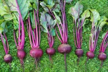 Taze beetroots mangold yaprakları ve laied yeşil çimenlerin üzerinde. Sebze arka plan. Yukarıdan. Kavramı.