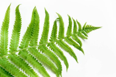 Fern beyaz arka plan üzerinde tek yaprak. Kopya alanı ile izole Üstten Görünüm.