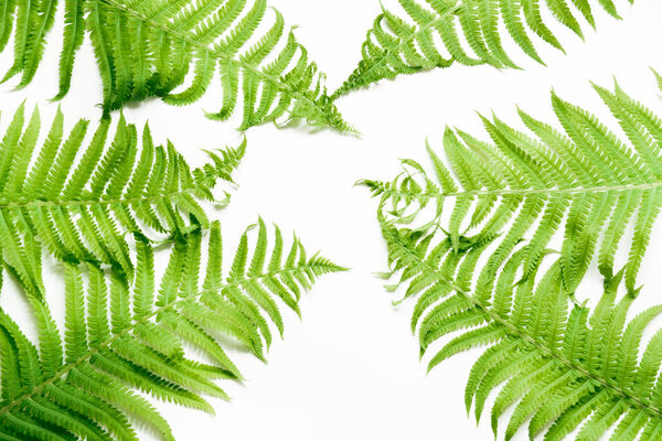 Green leaves of fern on white background. Top view, isolated with copy space.