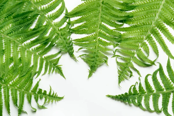 Green leaves of fern on white background. Top view, isolated with copy space. — Stock Photo, Image