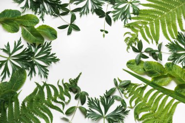 Yeşil beyaz zemin üzerine bırakır. Kopya alanı ile Üstten Görünüm.