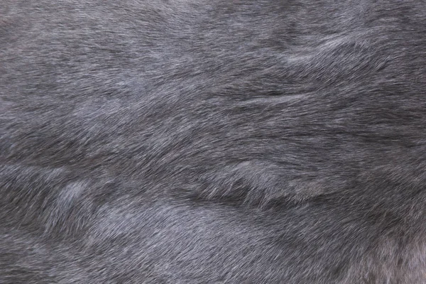 Piel gris cerca de fondo. Textura, patrón abstracto . —  Fotos de Stock
