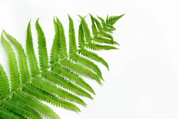 Single leaf of fern on white background. Top view, isolated with copy space. — Stock Photo, Image