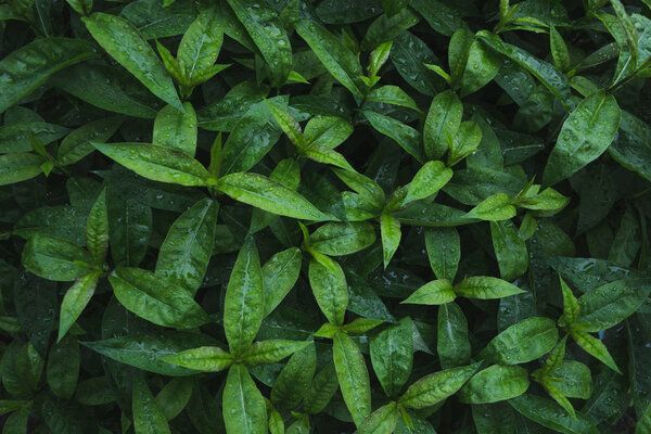 Green leafs of phloxes with raindrops. Top view in garden. Flat lay. Nature background.
