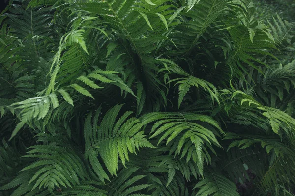 Folhas verdes de samambaia com gotas de chuva em tropical. Vista superior. Deitado. Natureza fundo . — Fotografia de Stock