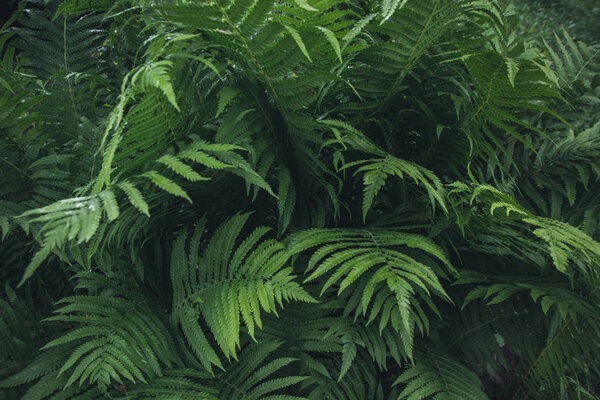Green leafs of fern with raindrops in tropical. Top view. Flat lay. Nature background.
