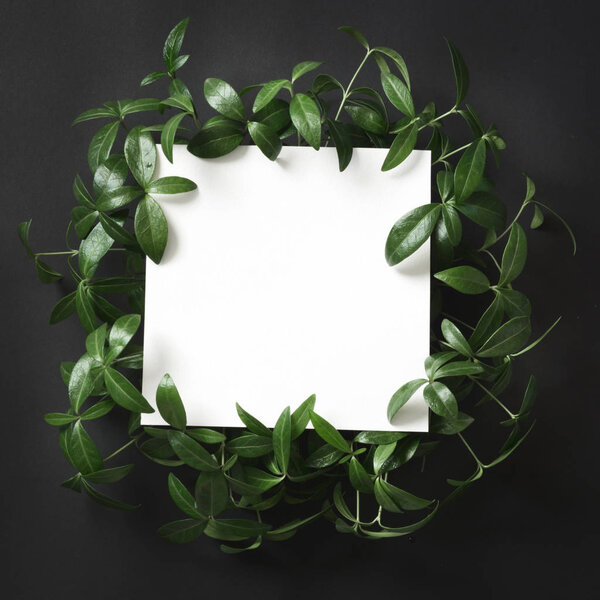 Creative layout made of green leaves with empty blank for note  on black background. Top view. Nature concept.