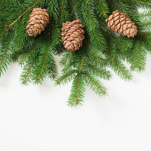 Christmas tree branches with cedar cones on a white background. Royalty Free Stock Images
