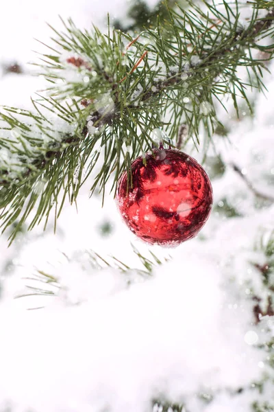 Bolas rojas de Navidad en la rama de pino cubierto de nieve . — Foto de Stock