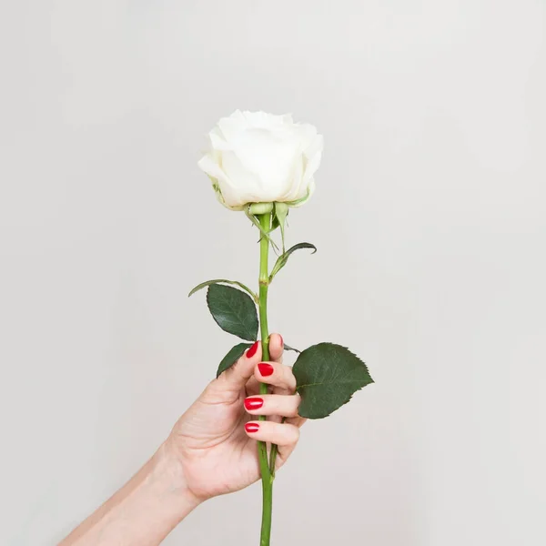 One white rose flower in female hand. Close up. Square.