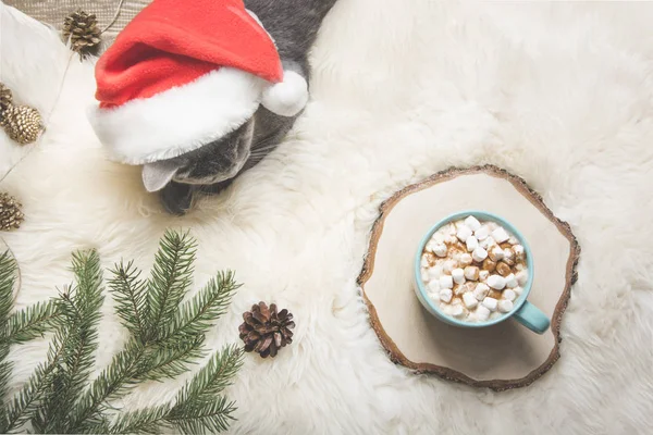 Рождественская открытка Чашку кофе, британский кот. Отдыхай дома. Вид сверху. Принято. Образ Матте . — стоковое фото
