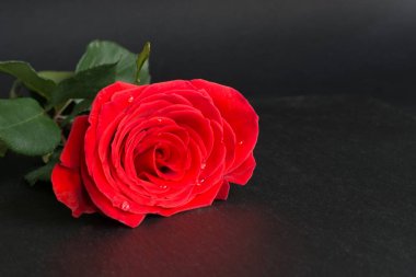 Sevgililer kartı. Kırmızı gül siyah arka plan ve metin için yer. İzole. Yakın çekim.