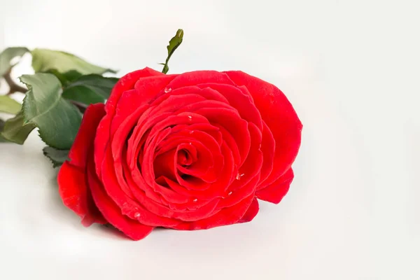 Tarjeta de San Valentín. Rosa roja sobre fondo blanco. Aislado. De cerca. . — Foto de Stock