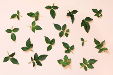 Yeşil yaprakları gül pembe üzerinde. Üstten Görünüm. Desen.