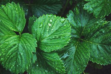 Yağmur damlaları ile çilek, yeşil yapraklar. Üstten Görünüm bahçesinde. Düz yatıyordu. Doğa arka plan.