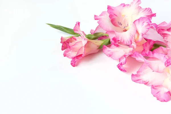 Roze gladiolen op een wit. Kopiëren van ruimte. — Stockfoto