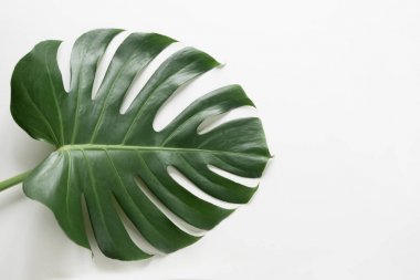 Monstera bitkisinin tek yaprağı beyaz arka planda. Kapat, kopyalama alanı ile izole
