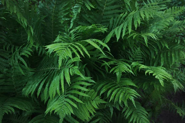 Gröna blad av ormbunke med regndroppar i tropical. Mönster. Natur bakgrund. — Stockfoto