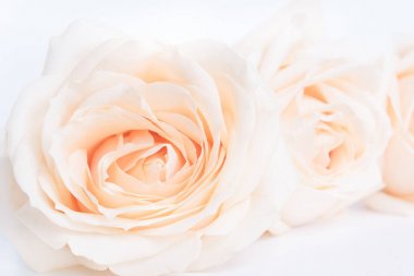 Yumuşak tam narin gül tarafsız arka plan olarak üflenir. Seçici odak. Kopya alanı.