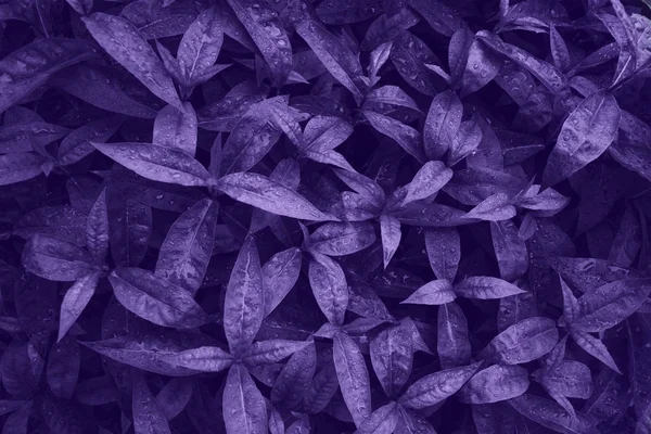 Phloxes blad med regndroppar, trädgård bakgrund. Ultra Violet kreativ färg. Natur bakgrund. — Stockfoto