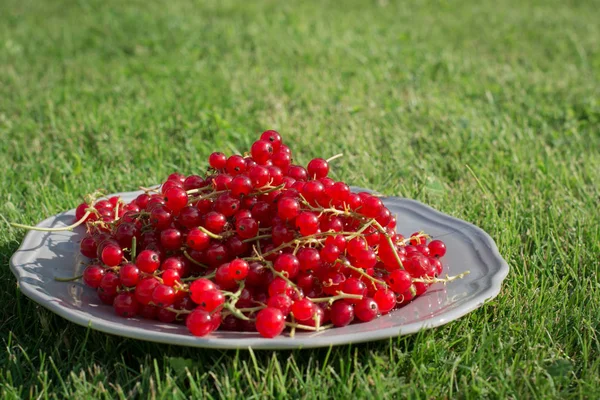 Grosella roja en el plato. Al aire libre. Jardín . — Foto de Stock