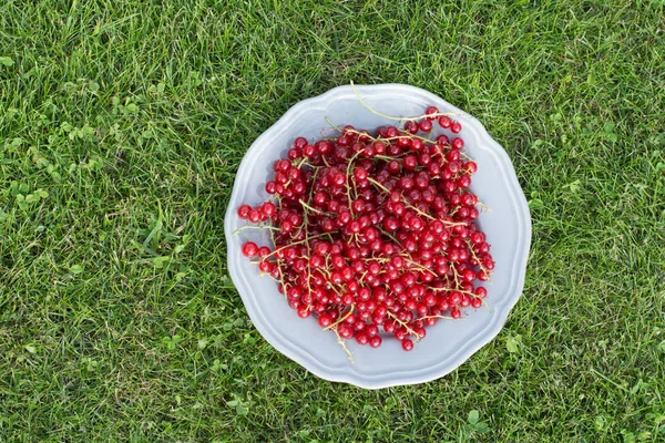 Grosella roja en el plato. Al aire libre. Jardín . — Foto de Stock