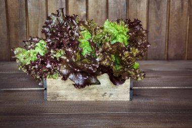 Taze mor Salata marul karanlık rustik gemide. Yakın çekim.