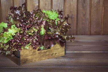 Taze mor Salata marul karanlık rustik gemide. Yakın çekim.