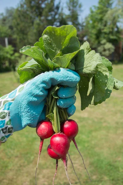 El rábano crudo en la mano de las mujeres . — Foto de Stock