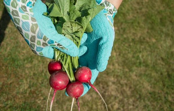 El rábano crudo en la mano de las mujeres — Foto de Stock