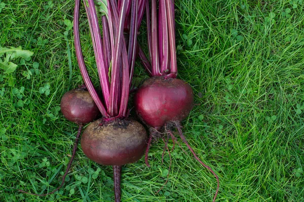 Beets with green tops on green grass. — Stock Photo, Image