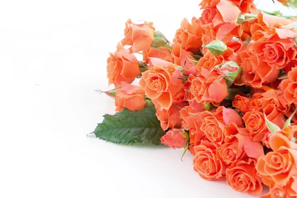 Soft full blown bush orange roses as a neutral background. Selective focus. Isolated. — Stock Photo, Image