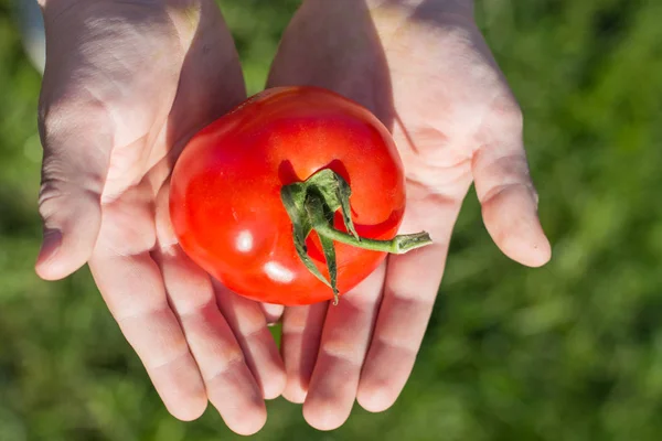 Niño sosteniendo tomates en las manos —  Fotos de Stock