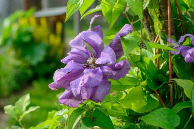 Güzel mor akasma çiçekler yaz bahçesinde. Yakın çekim.