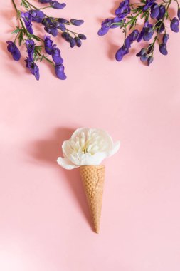 Gözleme koni ve ultra violet aconitum pembe bir arka plan üzerinde beyaz Şakayık çiçeği. Yaz konsepti.