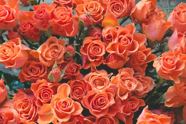 Апельсиновые розы в качестве фона. Весенний узор . — стоковое фото