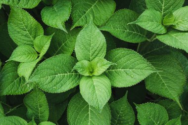 Ortanca yağmur damlaları ile yeşil yapraklar. Yukarıdan görüntüleyin. Doğa arka plan. Yeşillik.