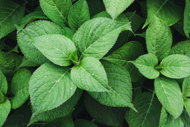 Ortanca yağmur damlaları ile yeşil yapraklar. Yukarıdan görüntüleyin. Doğa arka plan. Yeşillik.