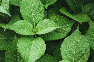 Ortanca yağmur damlaları ile yeşil yapraklar. Yukarıdan görüntüleyin. Doğa arka plan. Yeşillik.