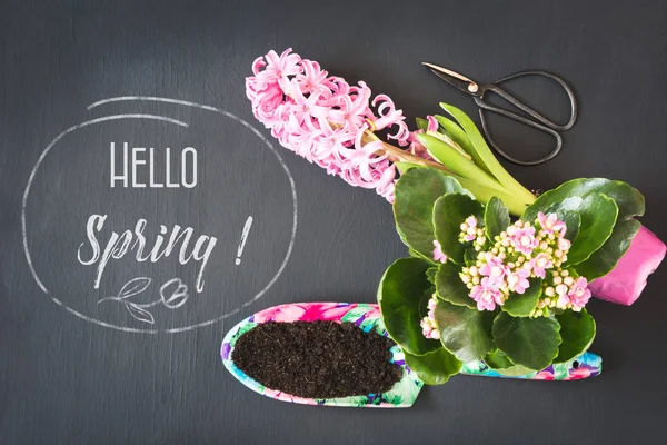 Gardening spring concept with pink kalanchoe and hyacinth and tools on black board. Copy space. Top view. — Stock Photo, Image