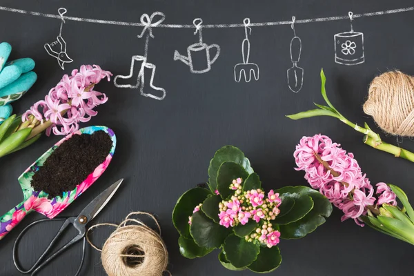 Concetto primaverile di giardinaggio con calanchoe rosa e giacinto e attrezzi su lavagna nera. Ricevuto. Vista dall'alto . — Foto Stock