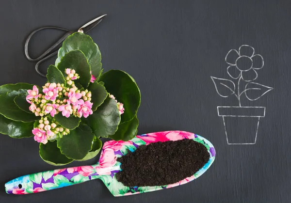 Tavaszi kert koncepció rózsaszín calanchoe és eszközök fekete táblán. Másolja a hely. Szemközti nézet. — Stock Fotó