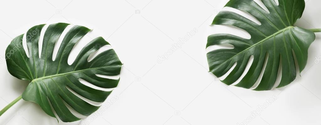 Monstera leaves plant on white background. Isolated with copy space. Banner.