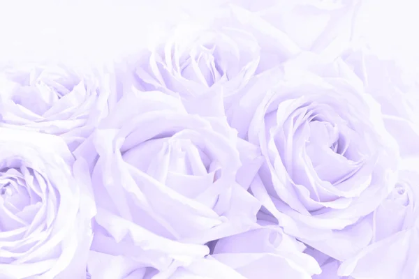Zachte volledige geblazen delicate rozen als neutrale achtergrond. Selectieve aandacht. — Stockfoto