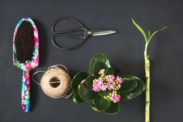 Concetto primaverile di giardinaggio con calanchoe rosa e giacinto e attrezzi su lavagna nera. Posa piatta . — Foto Stock