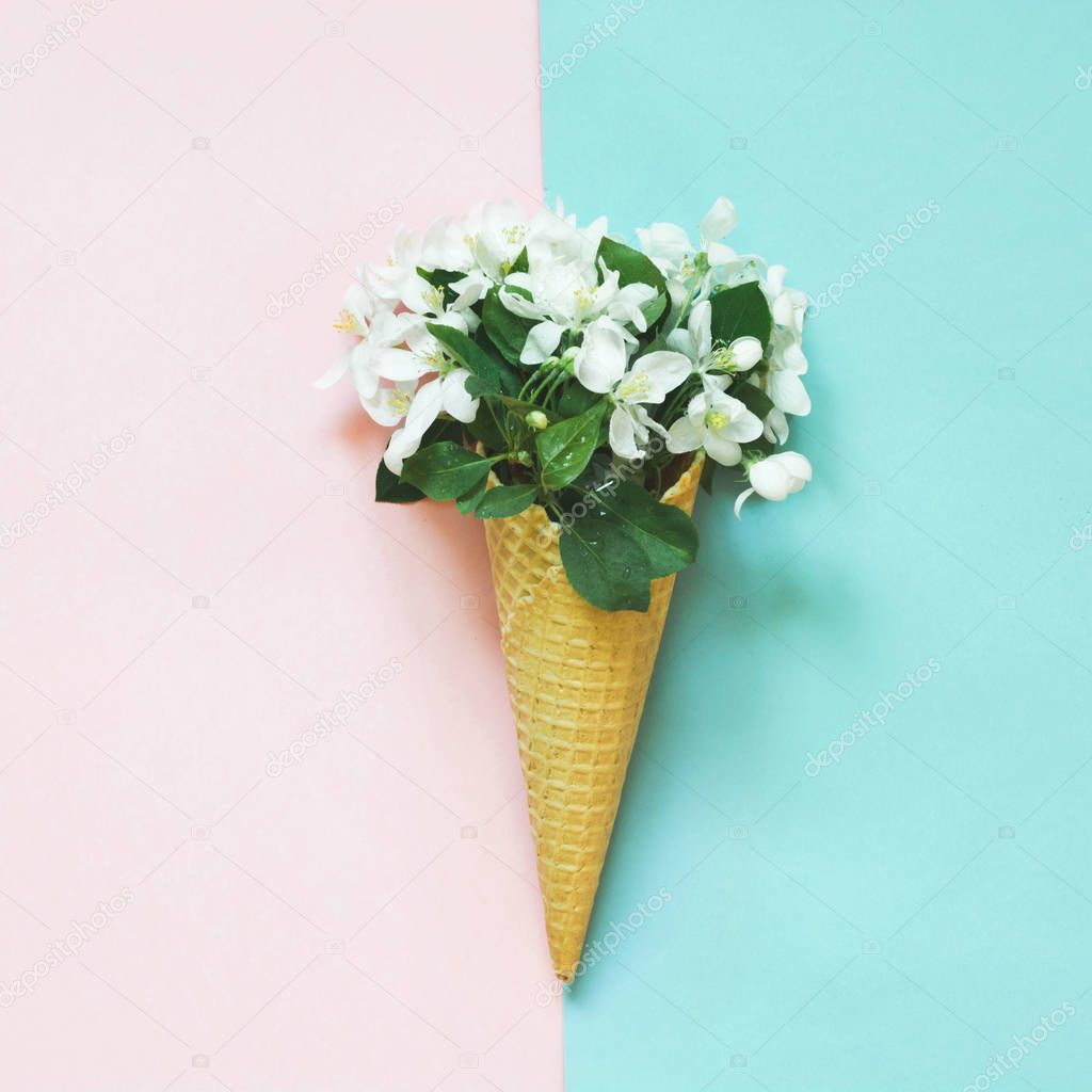 Creative still life of white spring flower in waffle cone on pink and blue background. Spring concept. Top view.